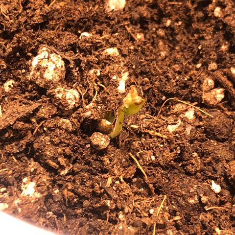 Gorilla Kush - Planta 1 growlog photo: Deixando a película 