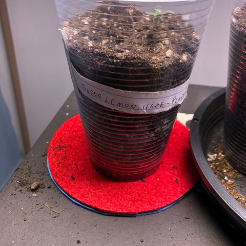 Super Lemon Haze - Planta 1 growlog timeline photo