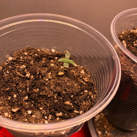 Super Lemon Haze - Planta 1 growlog timeline photo