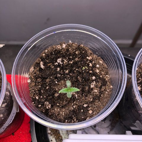 Gorilla Kush - Planta 2 growlog timeline photo