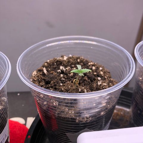 Gorilla Kush - Planta 2 growlog timeline photo