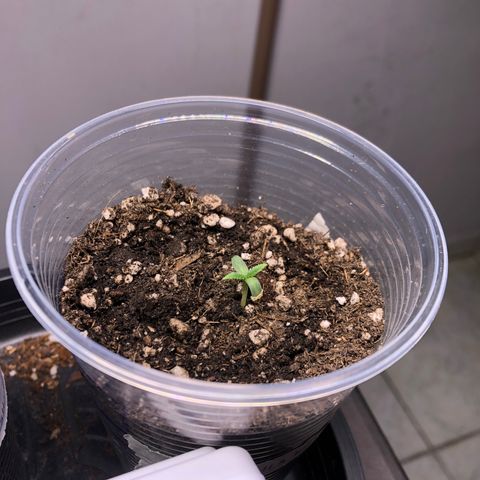 Gorilla Kush - Planta 1 growlog timeline photo