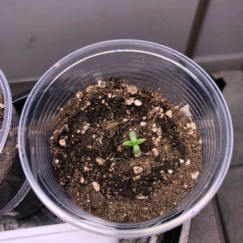 Gorilla Kush - Planta 1 growlog timeline photo