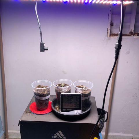 Gorilla Kush - Planta 1 growlog timeline photo