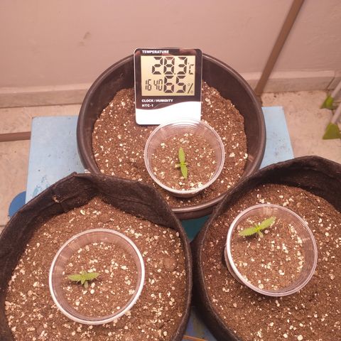 Gorilla Kush - Planta 1 growlog photo: As meninas estão cada dia mais lindas!!!! Primeiro par de folhas surgindo