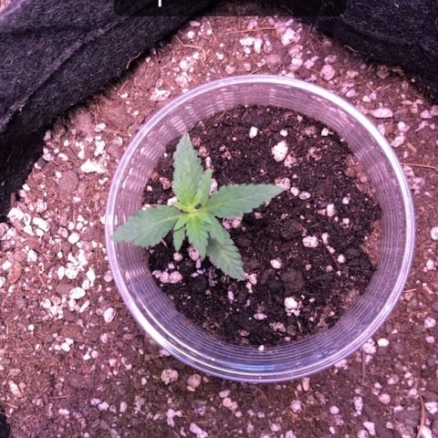 Super Lemon Haze - Planta 1 growlog timeline photo