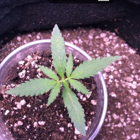 Gorilla Kush - Planta 2 growlog timeline photo