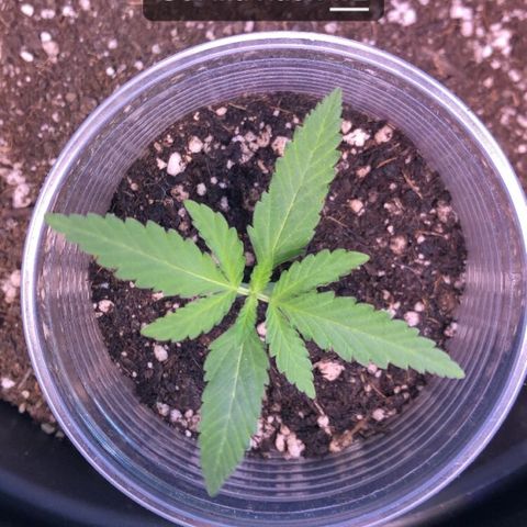 Gorilla Kush - Planta 1 growlog timeline photo