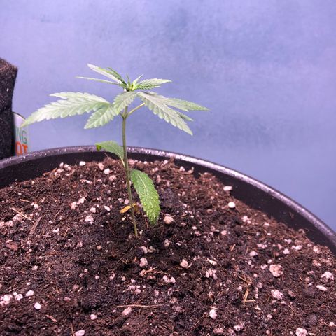 Gorilla Kush - Planta 1 growlog timeline photo