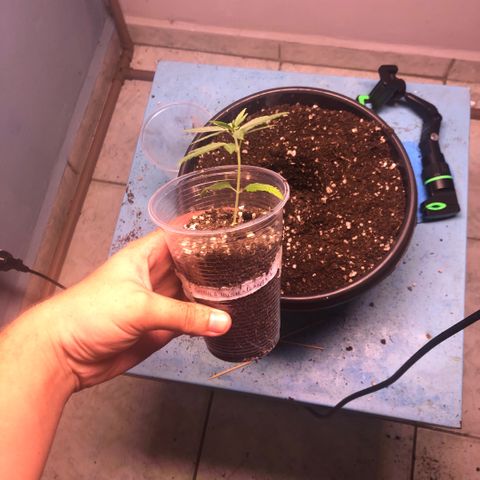 Gorilla Kush - Planta 1 growlog timeline photo