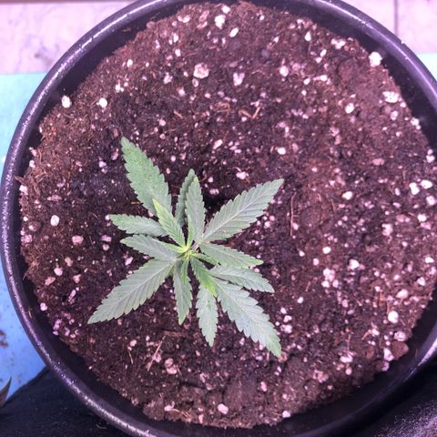 Gorilla Kush - Planta 1 growlog timeline photo
