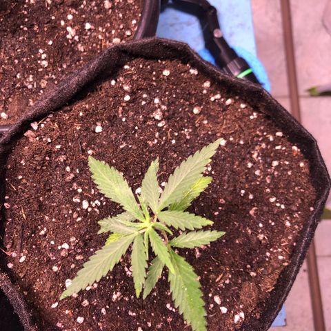 Gorilla Kush - Planta 2 growlog timeline photo
