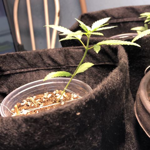 Gorilla Kush - Planta 2 growlog timeline photo