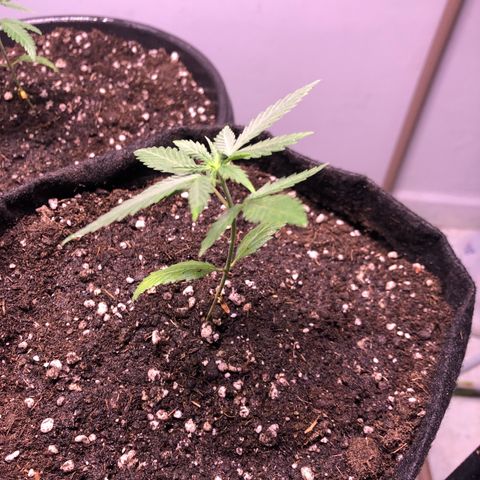 Gorilla Kush - Planta 2 growlog timeline photo