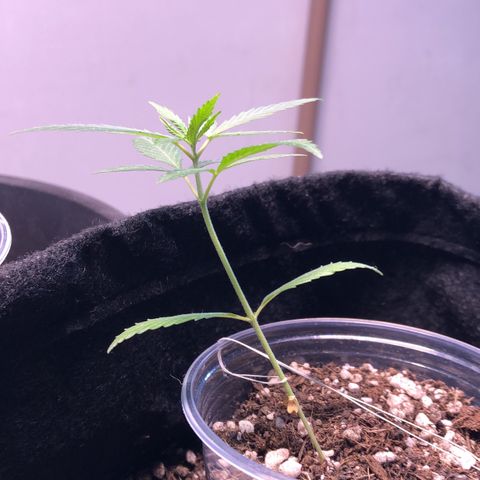 Gorilla Kush - Planta 2 growlog timeline photo