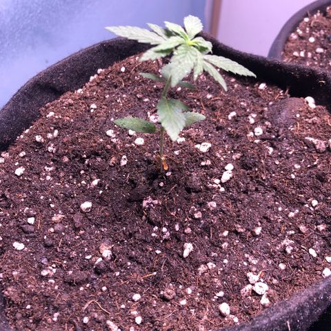 Super Lemon Haze - Planta 1 growlog timeline photo