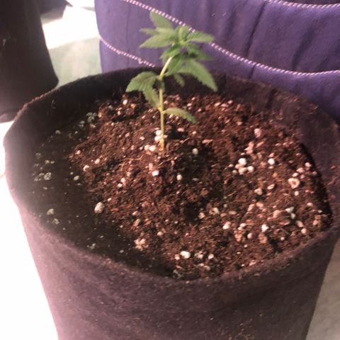 Super Lemon Haze - Planta 1 growlog timeline photo