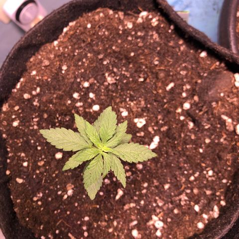 Super Lemon Haze - Planta 1 growlog timeline photo