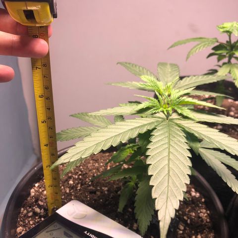 Gorilla Kush - Planta 1 growlog timeline photo