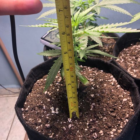 Gorilla Kush - Planta 2 growlog timeline photo