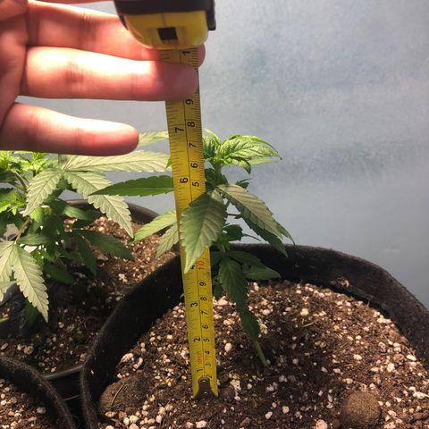 Super Lemon Haze - Planta 1 growlog timeline photo