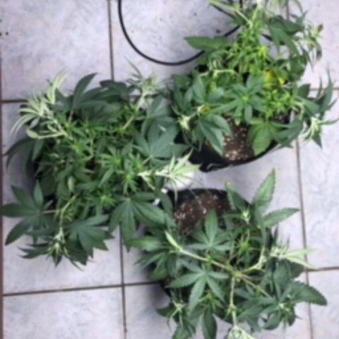 Gorilla Kush - Planta 1 growlog photo: Segunda amarra, preparação para flora em poucos dias 