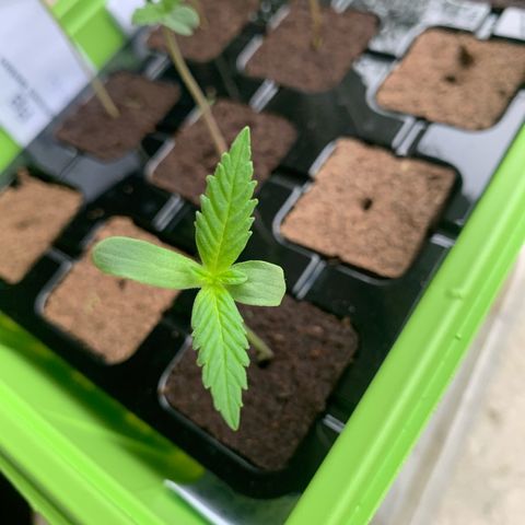 1)Auto Mimosa Punch 2)Auto Sweet Bourbon Sweet Kush  growlog photo: Sweet Buorbon Kush