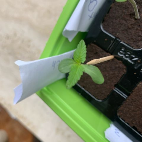 1)Auto Mimosa Punch 2)Auto Sweet Bourbon Sweet Kush  growlog photo: Mimosa panch 