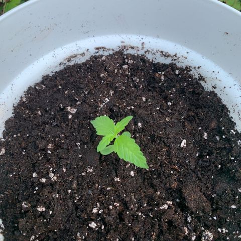 Night Queen 2 seeds growlog photo: NQ #1