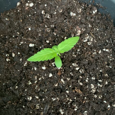 Night Queen 2 seeds growlog photo: NQ #2