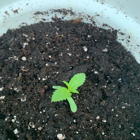 AutoWhite Widow 2 seeds  growlog photo: W&W #1
