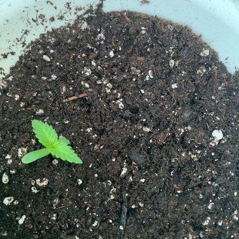 AutoWhite Widow 2 seeds  growlog photo: W&W #2