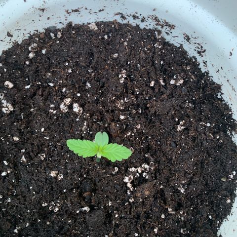 Auto Euforia 2 seeds  growlog photo: Euforia #1