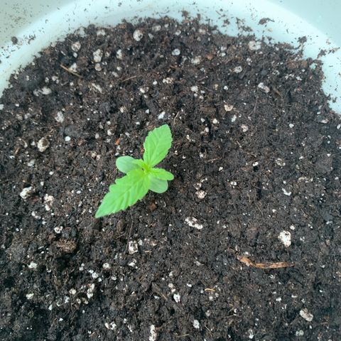 Auto Euforia 2 seeds  growlog photo: Euforia #2
