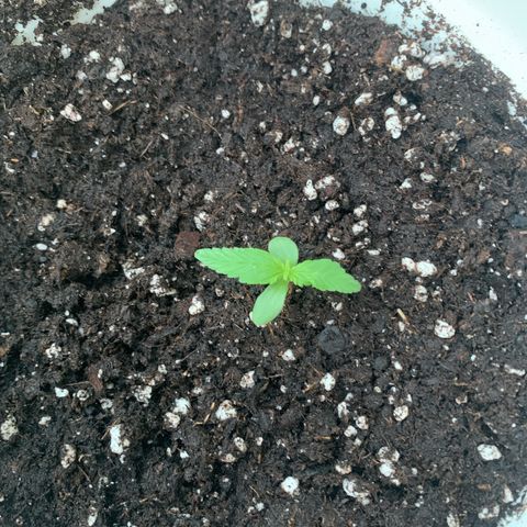 1)Auto Mimosa Punch 2)Auto Sweet Bourbon Sweet Kush  growlog photo: Mimosa 