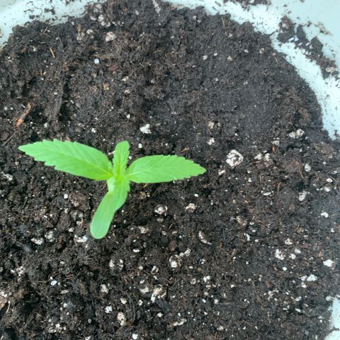 1)Auto Mimosa Punch 2)Auto Sweet Bourbon Sweet Kush  growlog photo: Bourbon kush 