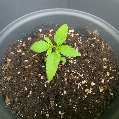 Night Queen 2 seeds growlog photo: N&Q #1