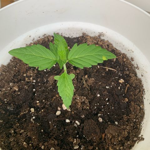 Night Queen 2 seeds growlog photo: N&Q#2