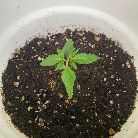 Auto Euforia 2 seeds  growlog photo: Euforia#1