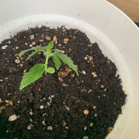 Auto Euforia 2 seeds  growlog photo: Euforia#2