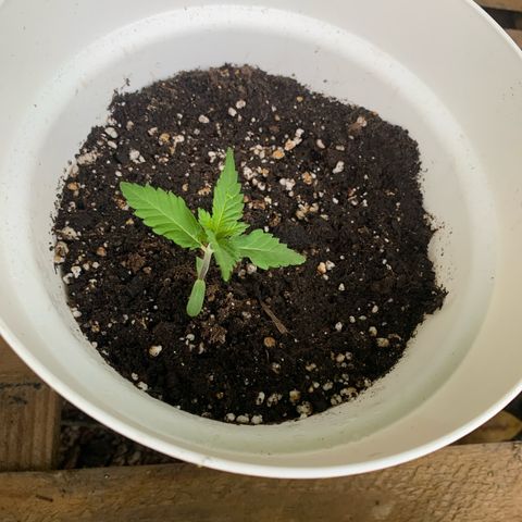 AutoWhite Widow 2 seeds  growlog photo: W&W#1