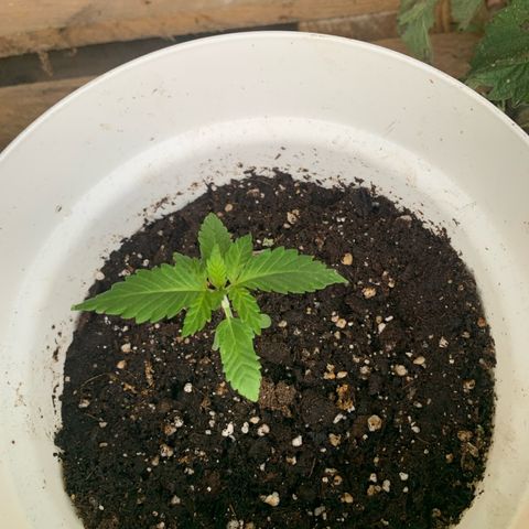 AutoWhite Widow 2 seeds  growlog photo: W&W#2