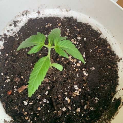 1)Auto Mimosa Punch 2)Auto Sweet Bourbon Sweet Kush  growlog photo: Sweet bourbon kush