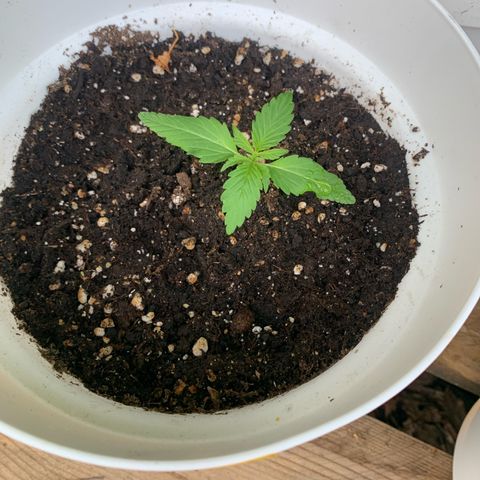1)Auto Mimosa Punch 2)Auto Sweet Bourbon Sweet Kush  growlog photo: Mimosa punch 