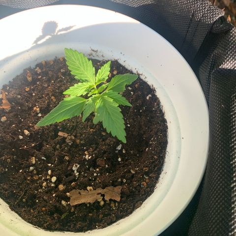 1)Auto Mimosa Punch 2)Auto Sweet Bourbon Sweet Kush  growlog photo: Mimosa punch 