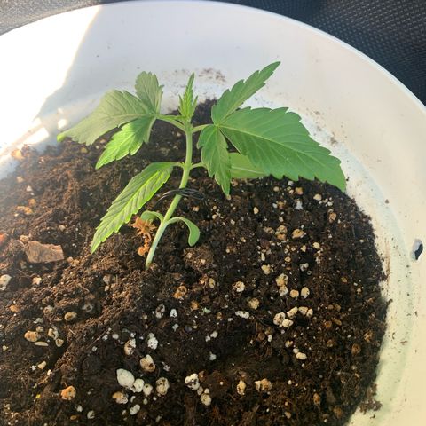 1)Auto Mimosa Punch 2)Auto Sweet Bourbon Sweet Kush  growlog photo: Sweet bourbon kush