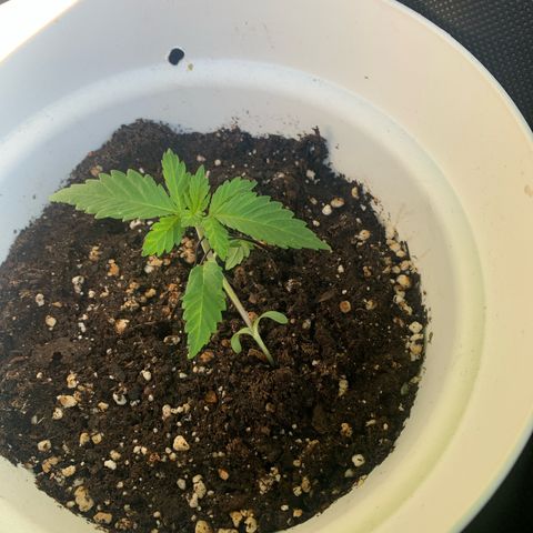 AutoWhite Widow 2 seeds  growlog photo: W&W #2