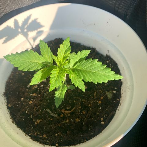 AutoWhite Widow 2 seeds  growlog photo: W&W#1