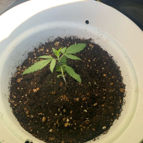 Auto Euforia 2 seeds  growlog photo: Euforia #1