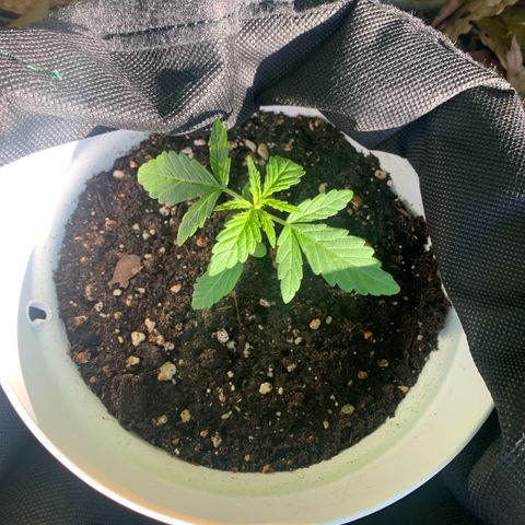 Auto Euforia 2 seeds  growlog photo: Euforia #2